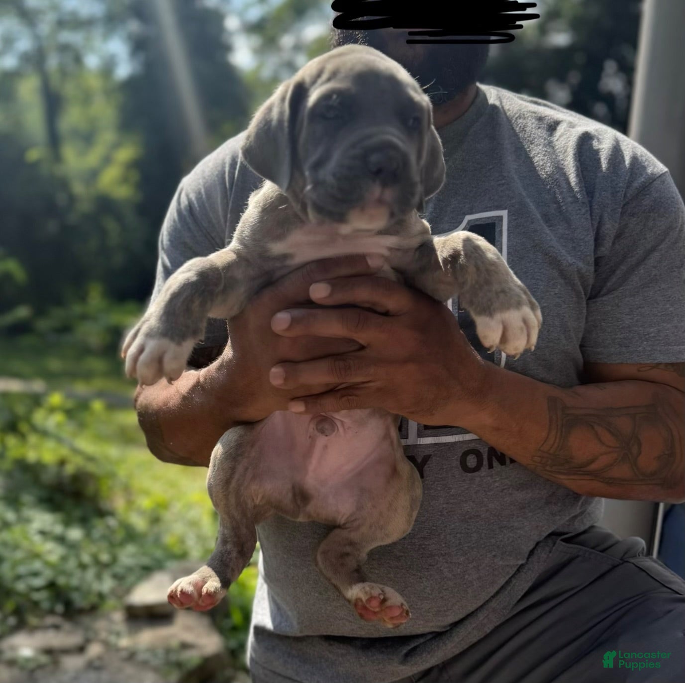 Cane Corso dogs Cane Corso 4 - Ad 22