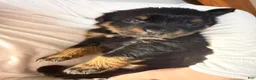 Rottweiler dogs for sale: Rottweiler Puppy 8 - Ad 4