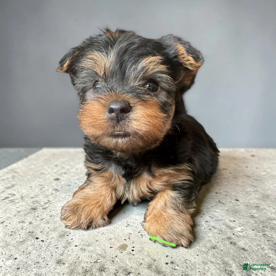 Yorkshire Terrier dogs for sale: Boy 2 - Ad 1