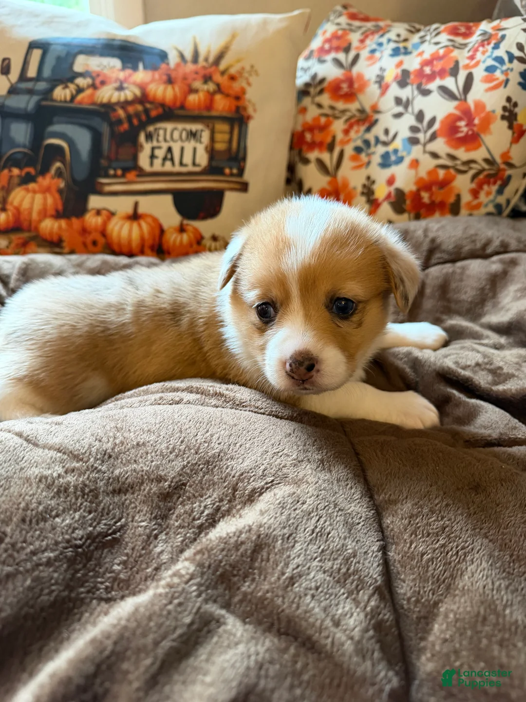 Mixed Breed dogs for sale: Cruz - Ad 2