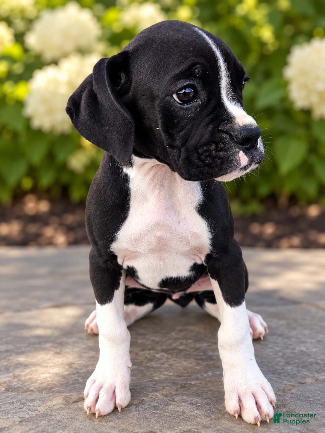 Boxer dogs Bindi - Ad 19