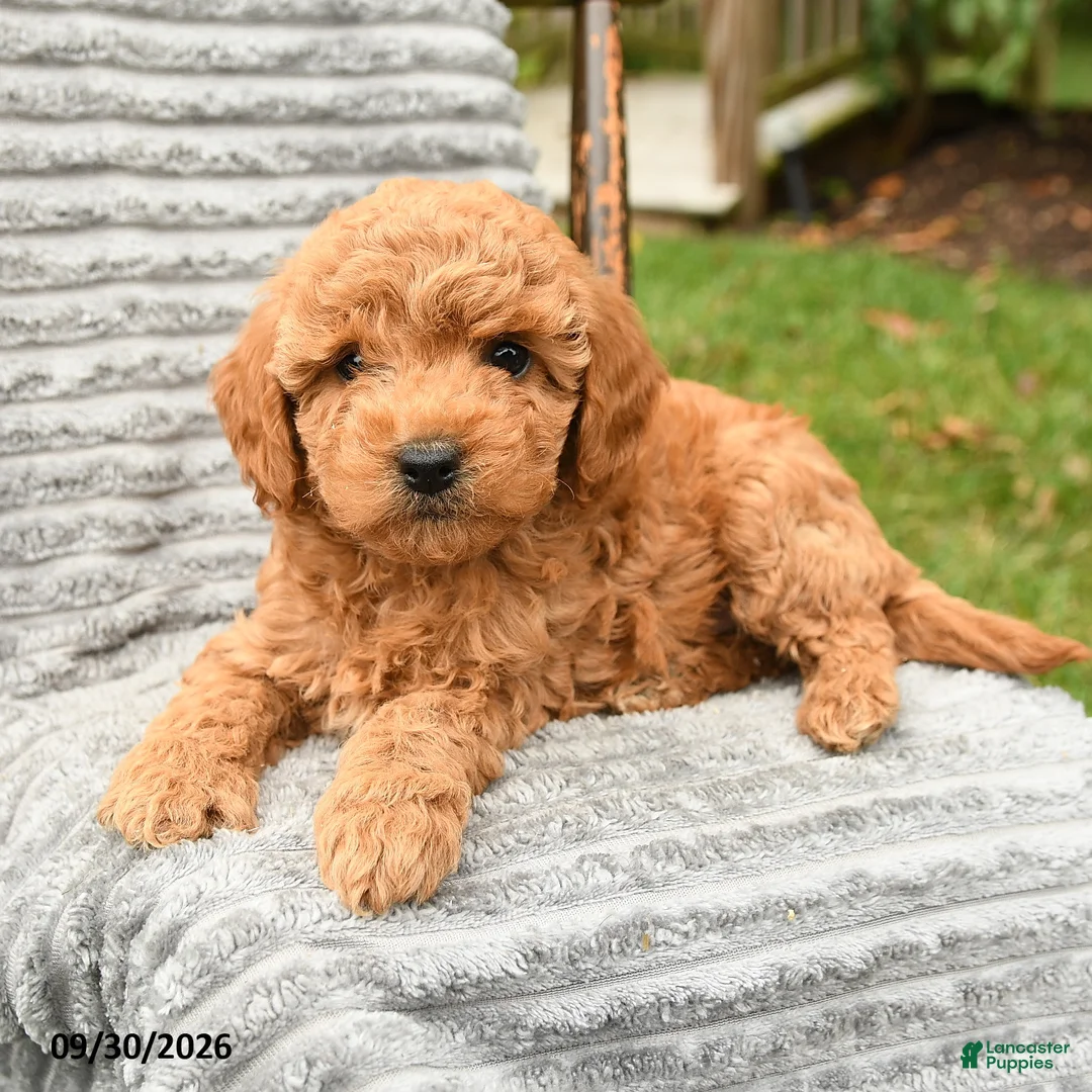 Cockapoo dogs for sale: Poppy - Ad 3
