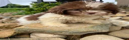 Shih Tzu dogs for sale: Betty - Ad 10