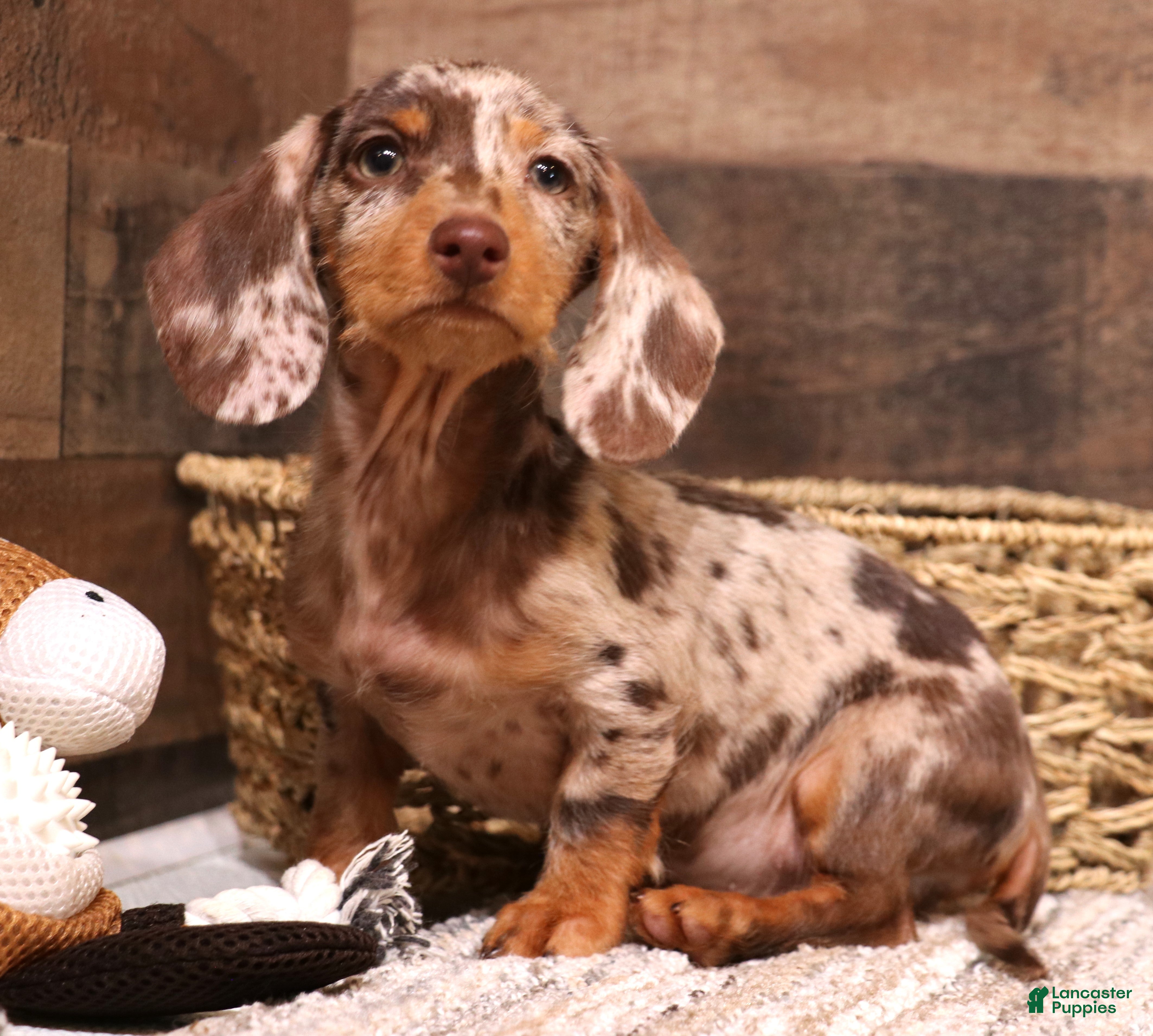Miniature Dachshund dogs Winton chocolate/tan dapple wirehair - Ad 2