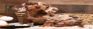 Winton chocolate/tan dapple wirehair
