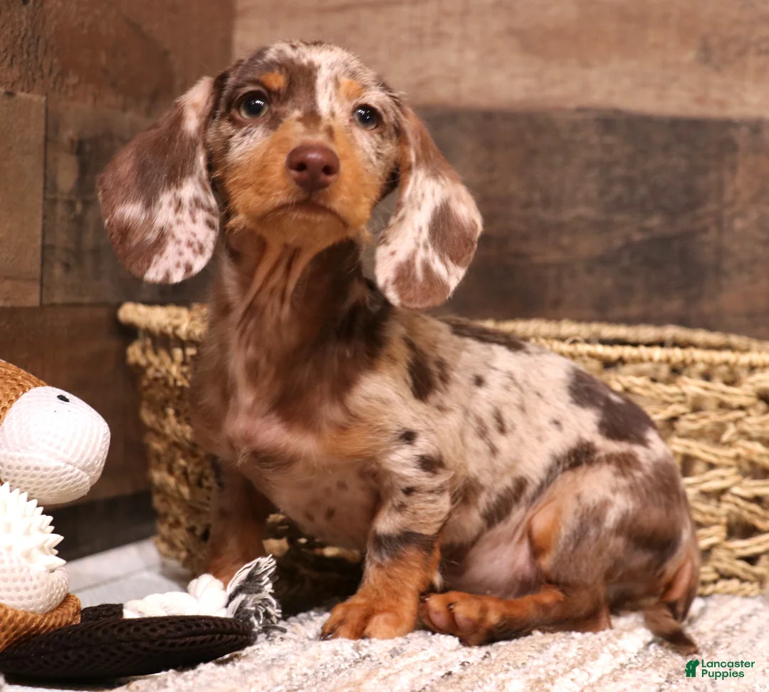 Miniature Dachshund dogs for sale: Winton chocolate/tan dapple wirehair - Ad 1