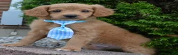 Mini Goldendoodle dogs for sale: Mini Gordon - Ad 13