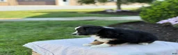 Miniature Australian Shepherd dogs for sale: Auggie - Ad 12