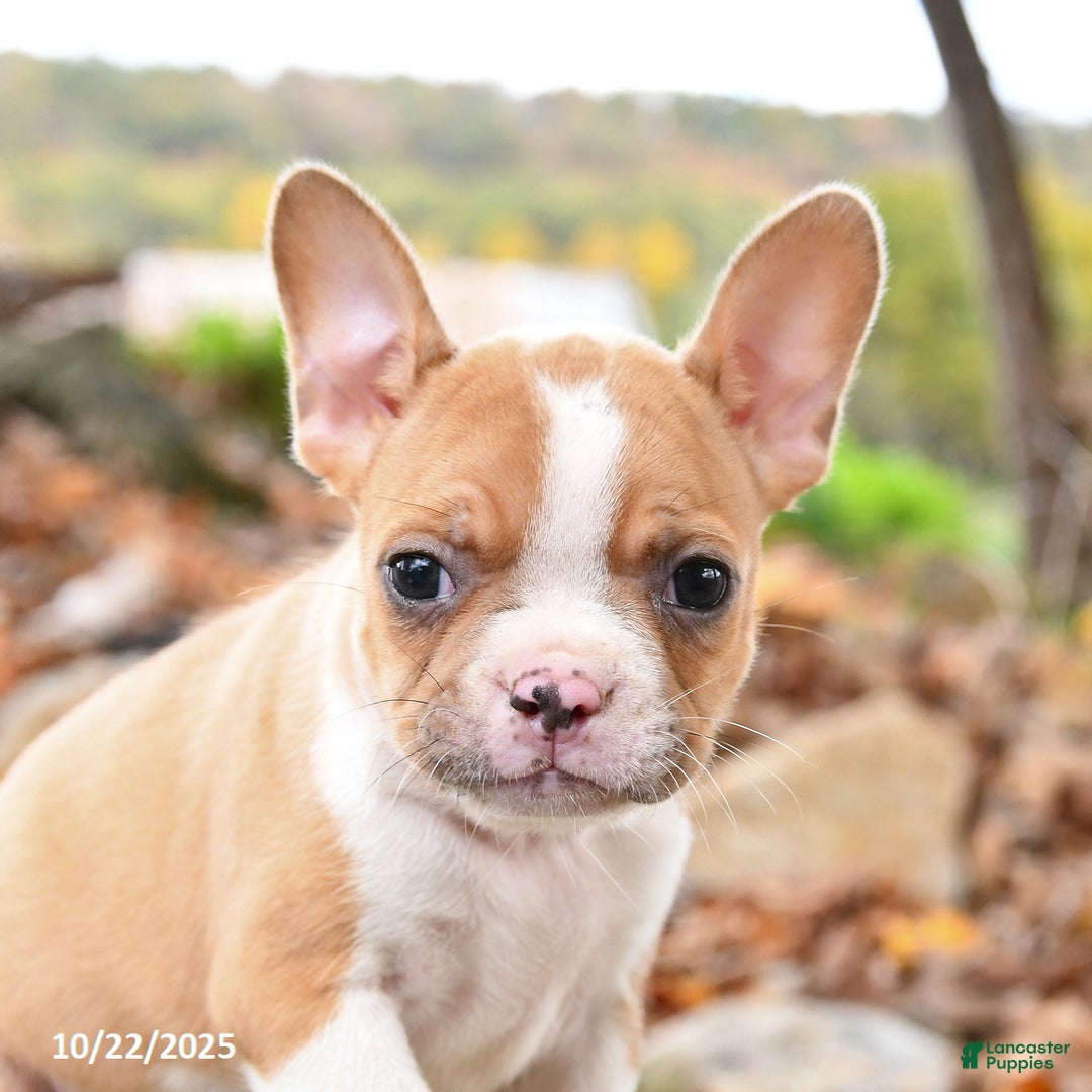 Frenchton dogs for sale: Cashew - Ad 2
