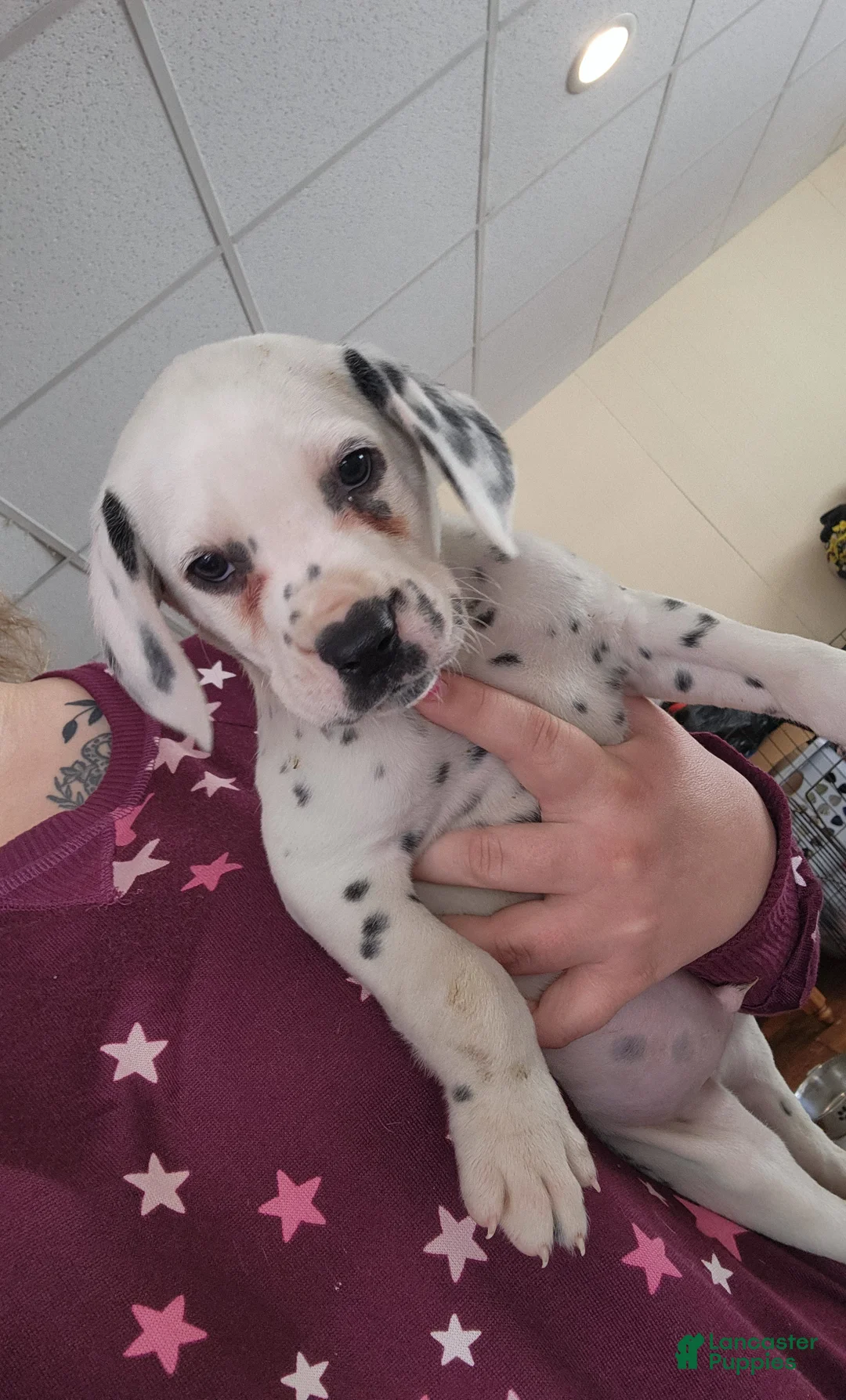 Dalmatian dogs for sale:  Puppy 5 - Ad 1