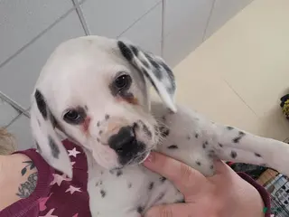 Dalmatian dogs Puppy 5 - Ad 25