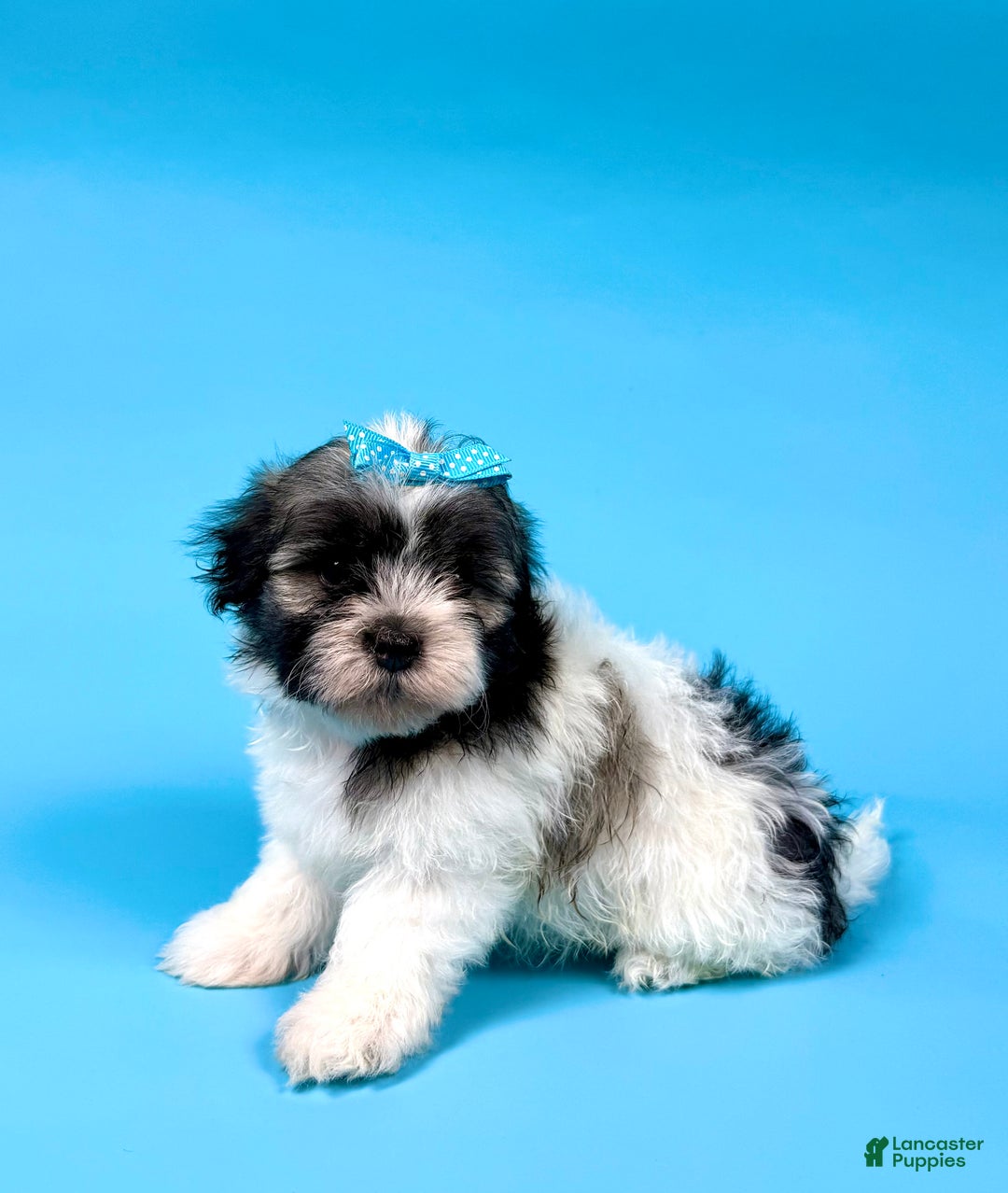 Havanese dogs for sale: VERONICA - Ad 3