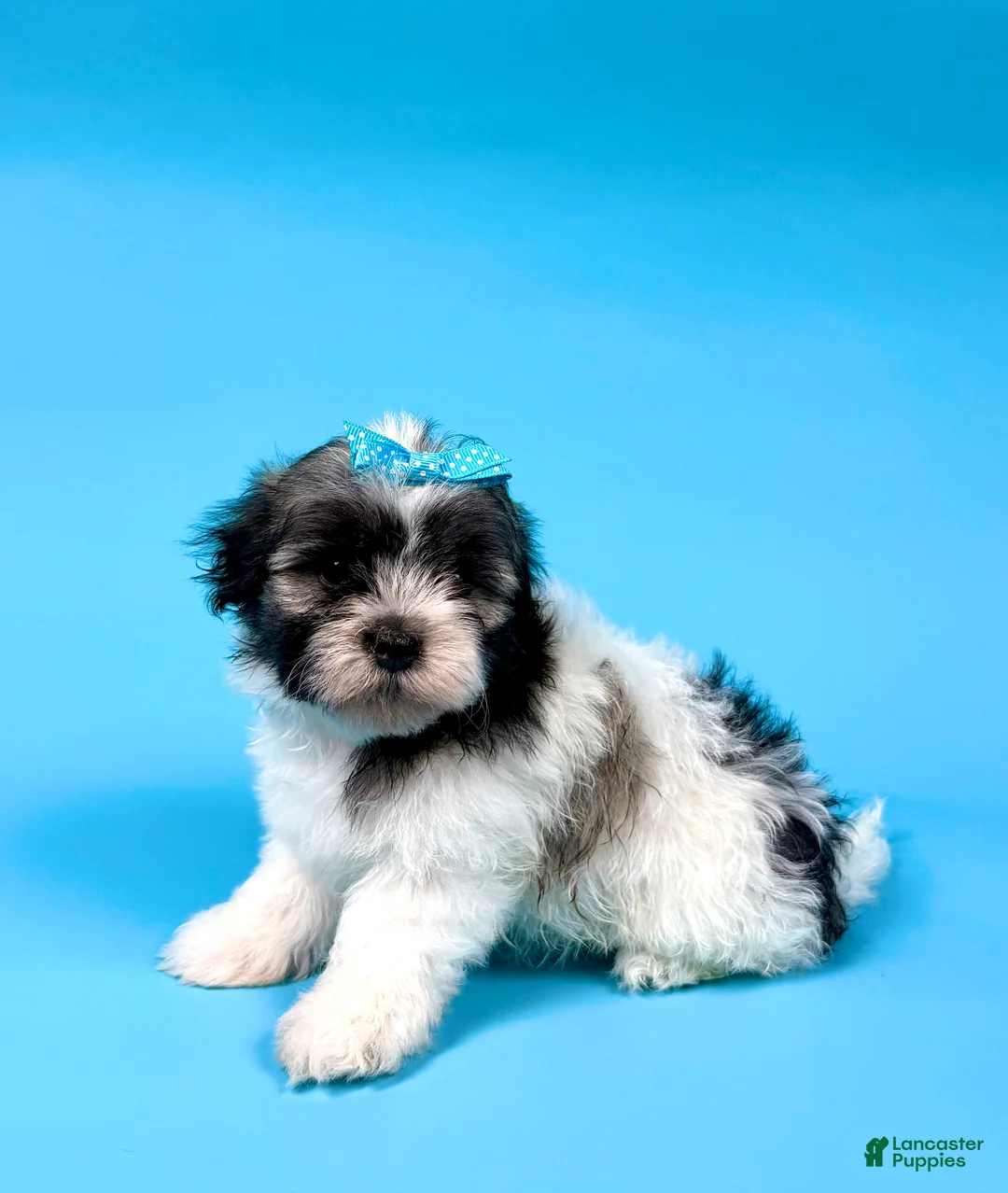 Havanese dogs for sale: VERONICA - Ad 3