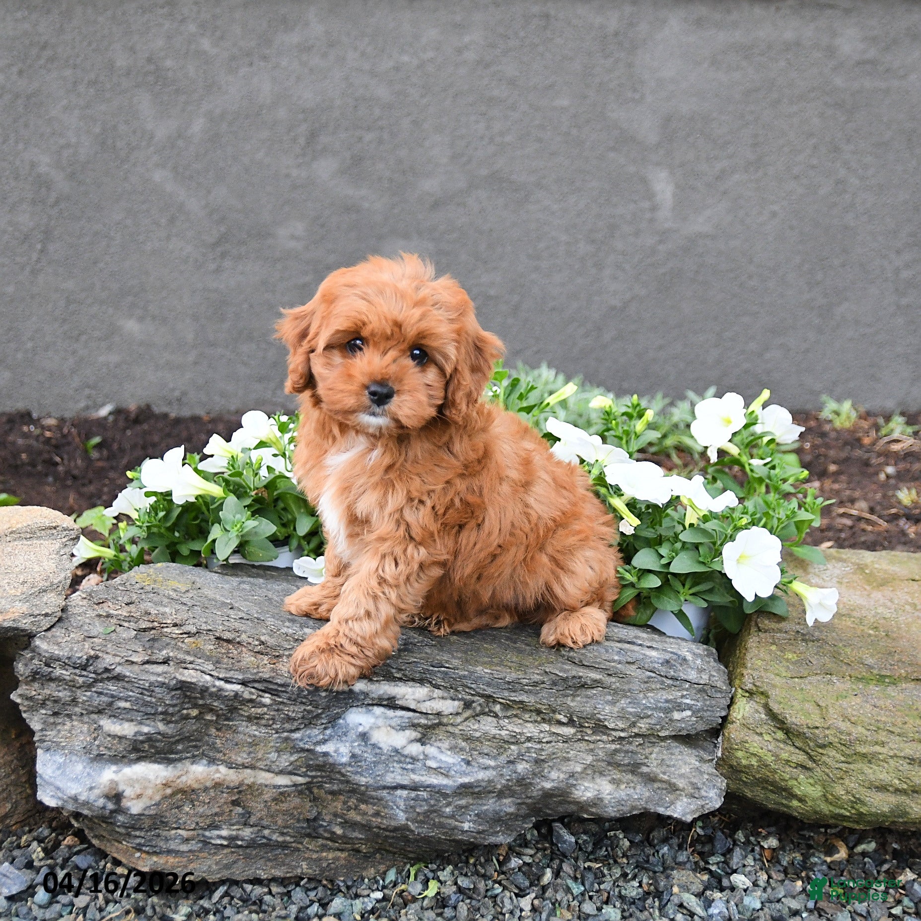Cavapoo dogs Ellie - Ad 1