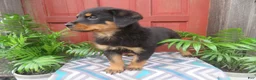 Rottweiler dogs for sale: Max - Ad 6