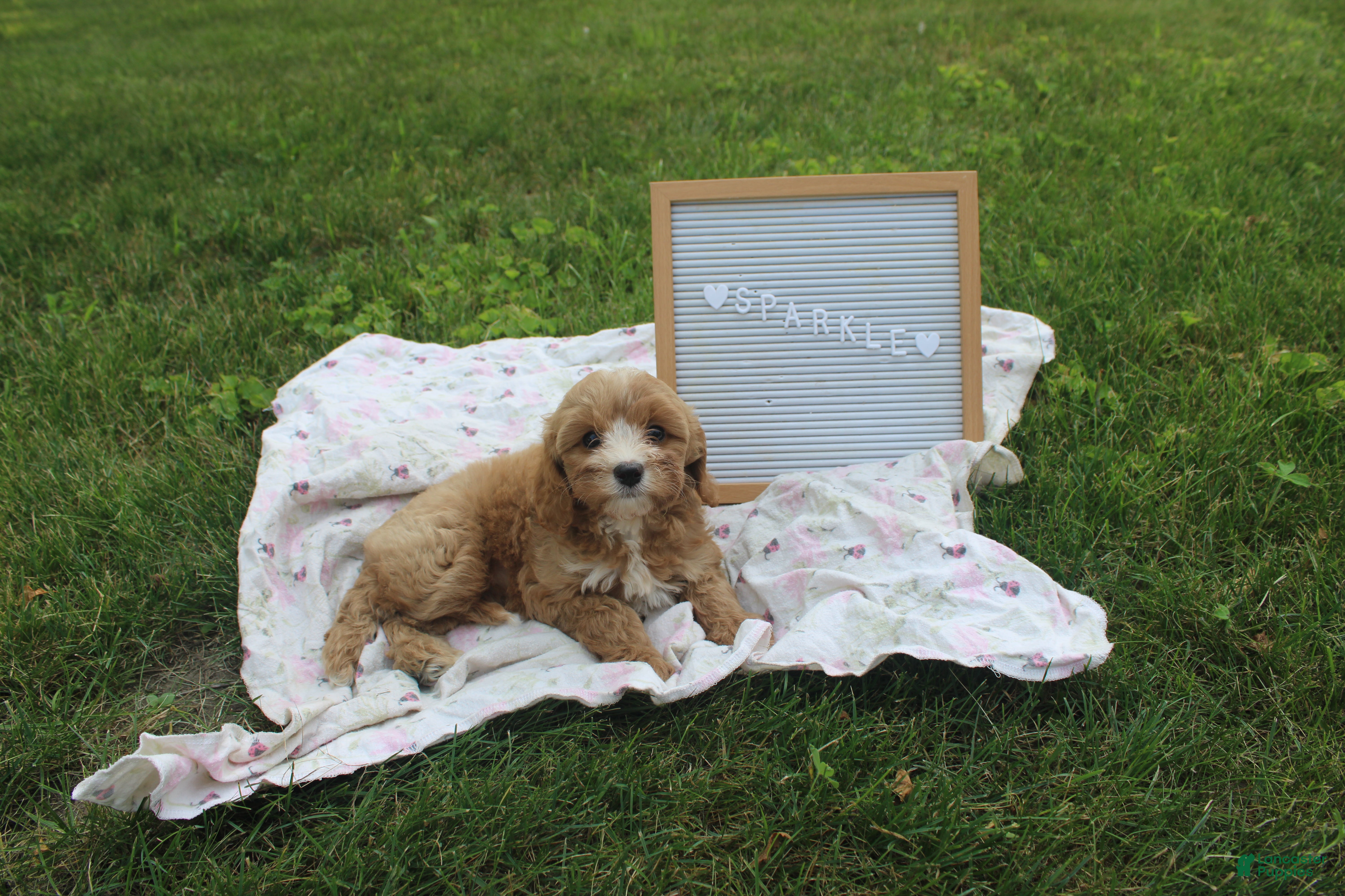 Cavapoo dogs Sparkle - Ad 2