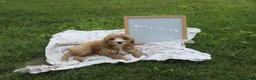 Cavapoo dogs for sale: Sparkle - Ad 2