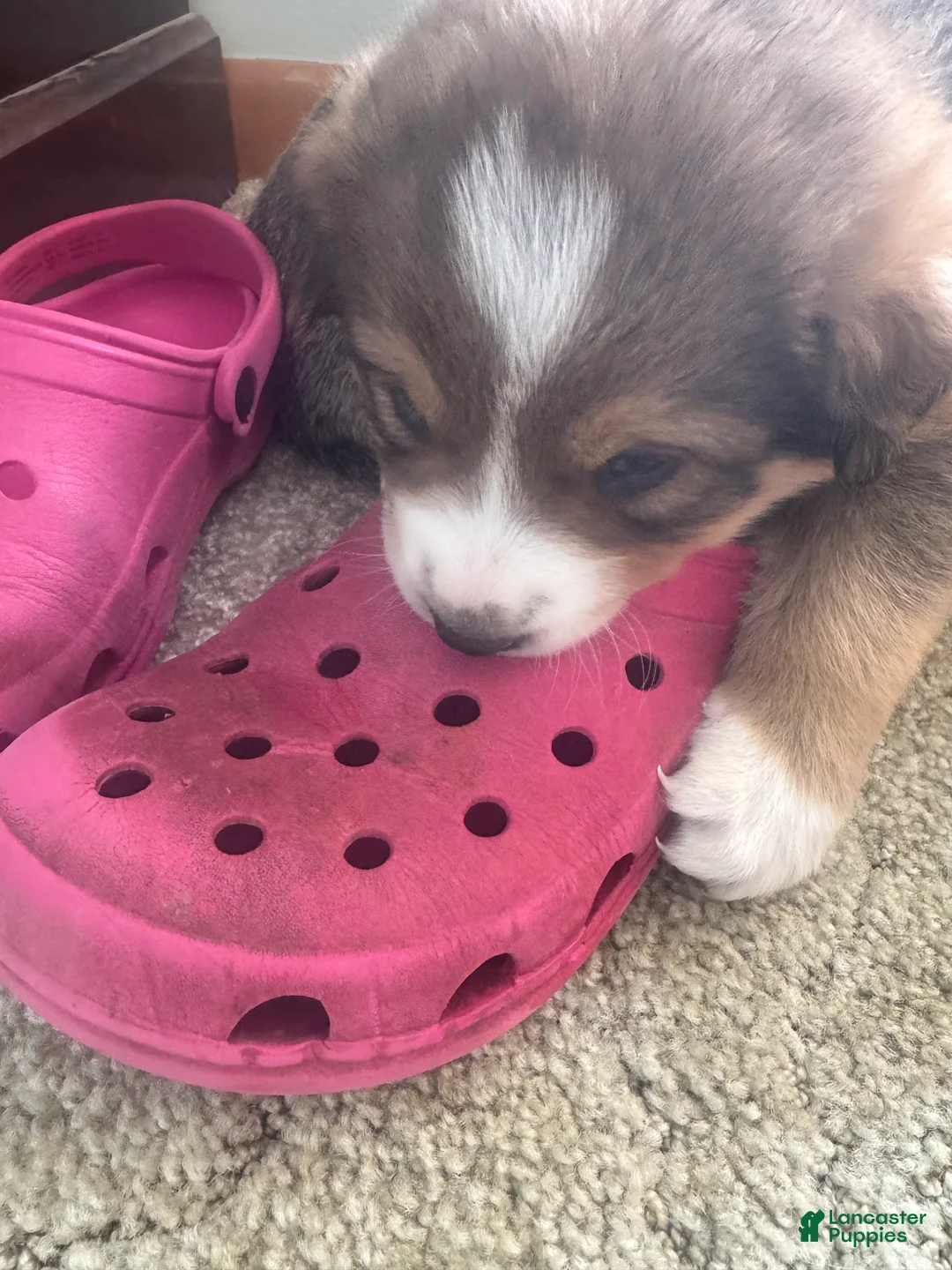 Mixed Breed dogs for sale: Jasper - Ad 3