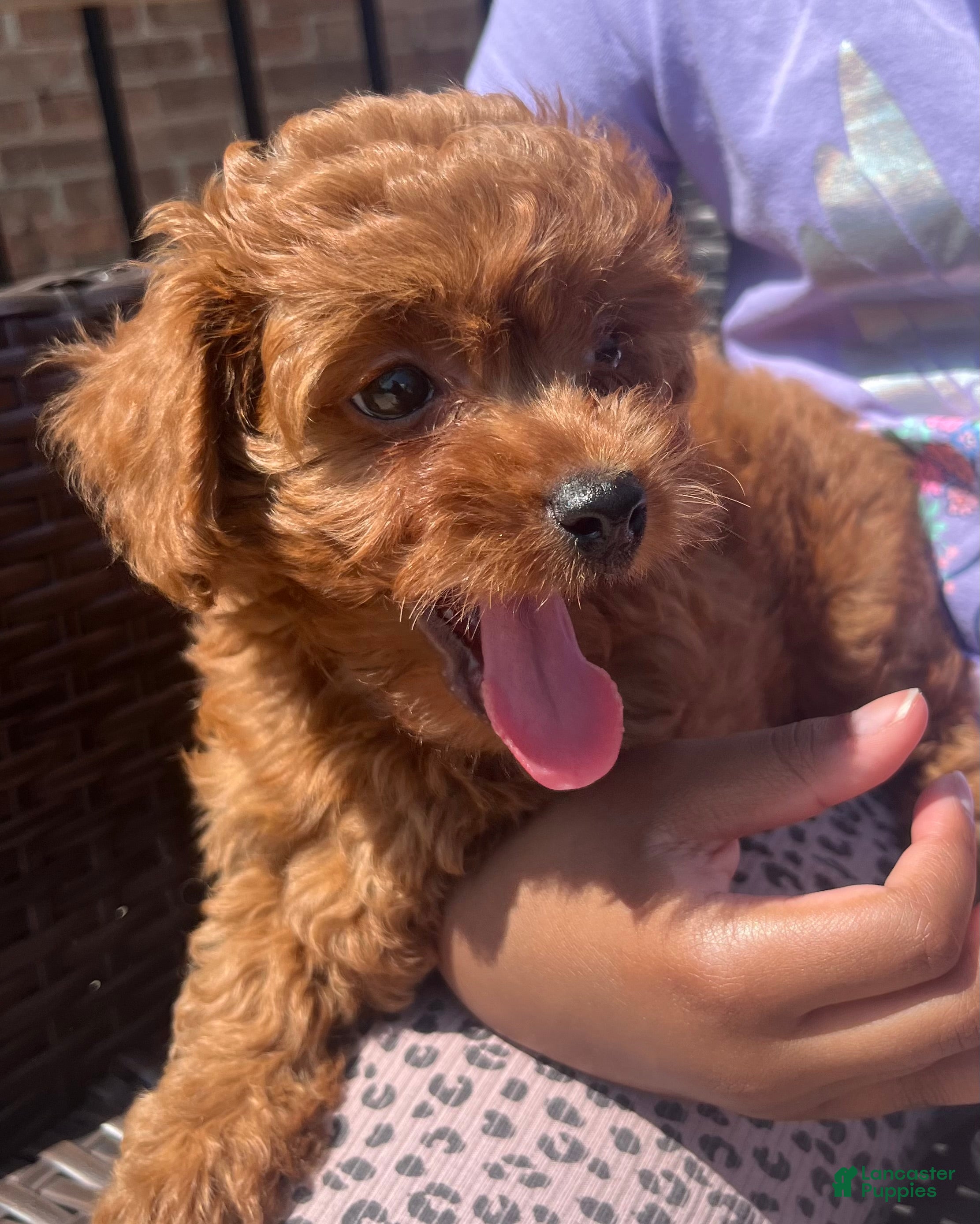 Maltipoo dogs for sale: Chloe  - Ad 2