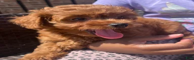 Chloe 