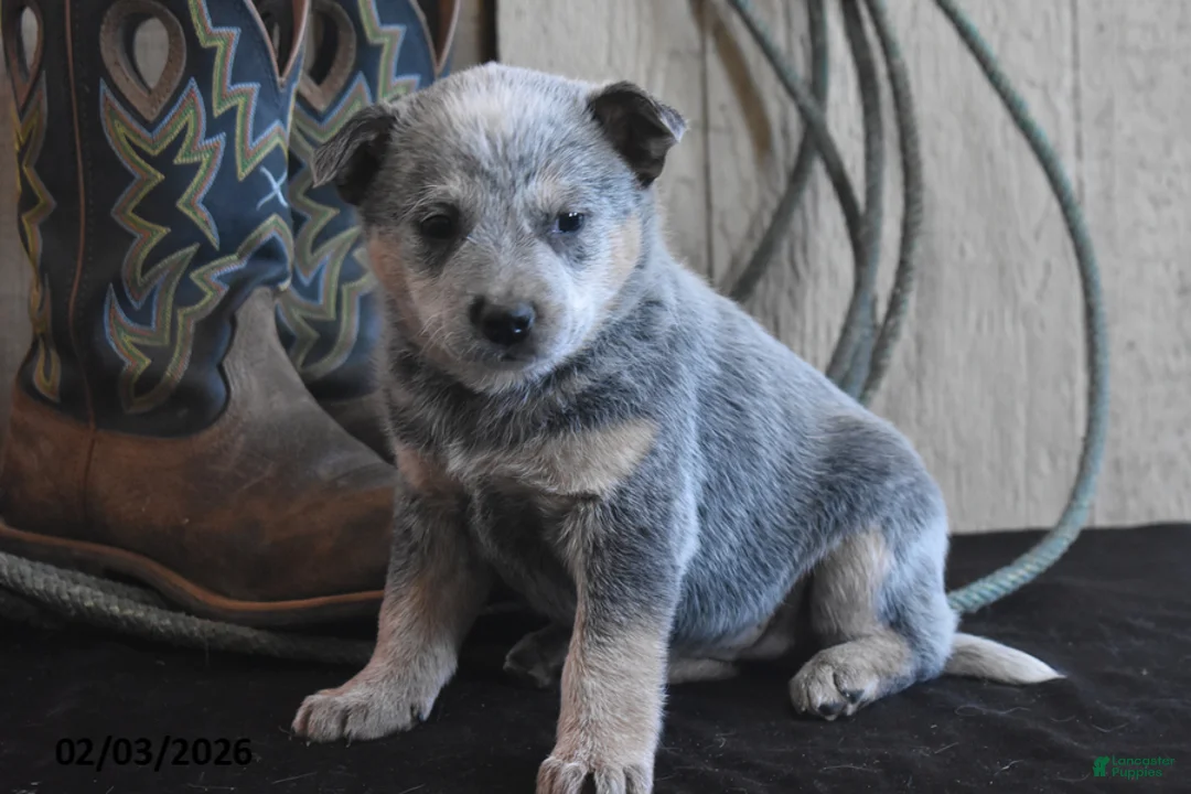 Australian Cattle Dog dogs for sale: Torry - Ad 5