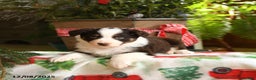 Australian Shepherd dogs for sale: Amy - Ad 1