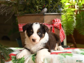 Australian Shepherd dogs Amy - Ad 37