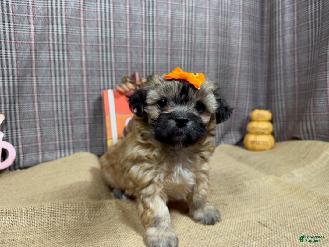 Mixed Breed dogs for sale: Mixed Breed Puppy 2 - Ad 5