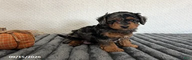 Rusty