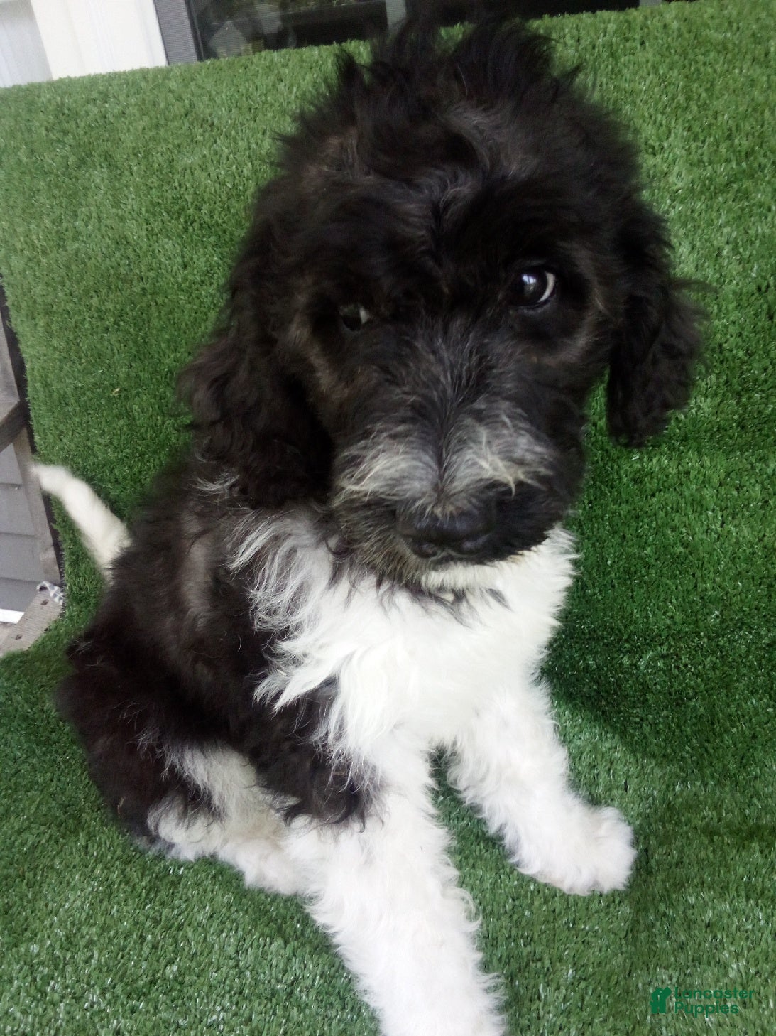 Goldendoodle dogs Grace - Ad 1