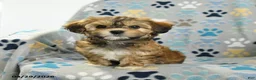Mixed Breed dogs for sale: Orpha - Ad 4