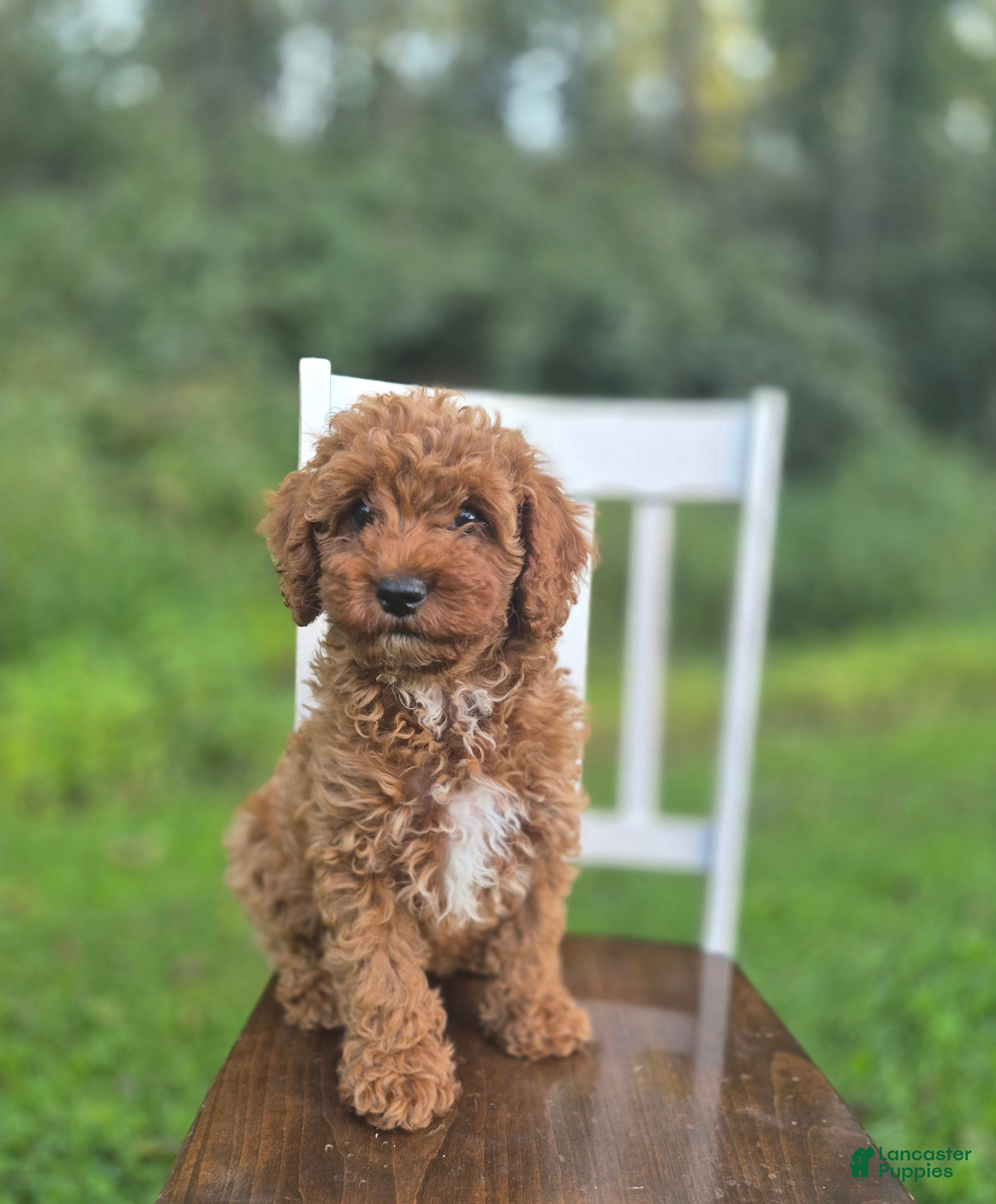 Cavapoo dogs Chester - Ad 1