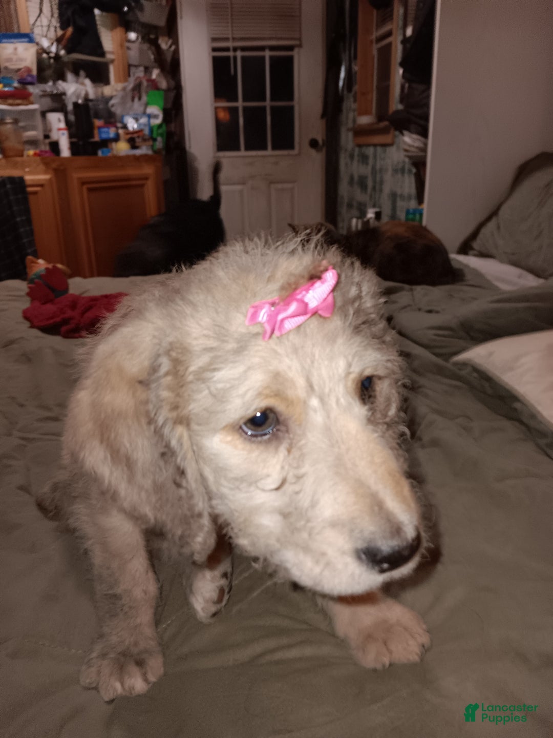 Labradoodle dogs for sale: Creamy mae - Ad 11