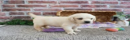Golden Retriever dogs for sale: Twinkle - Ad 7
