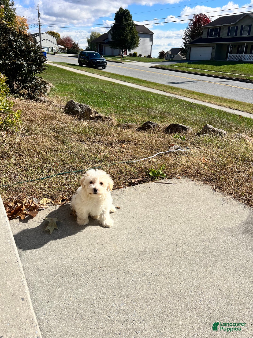Maltipoo dogs for sale: Maltipoo Puppy 1 - Ad 2