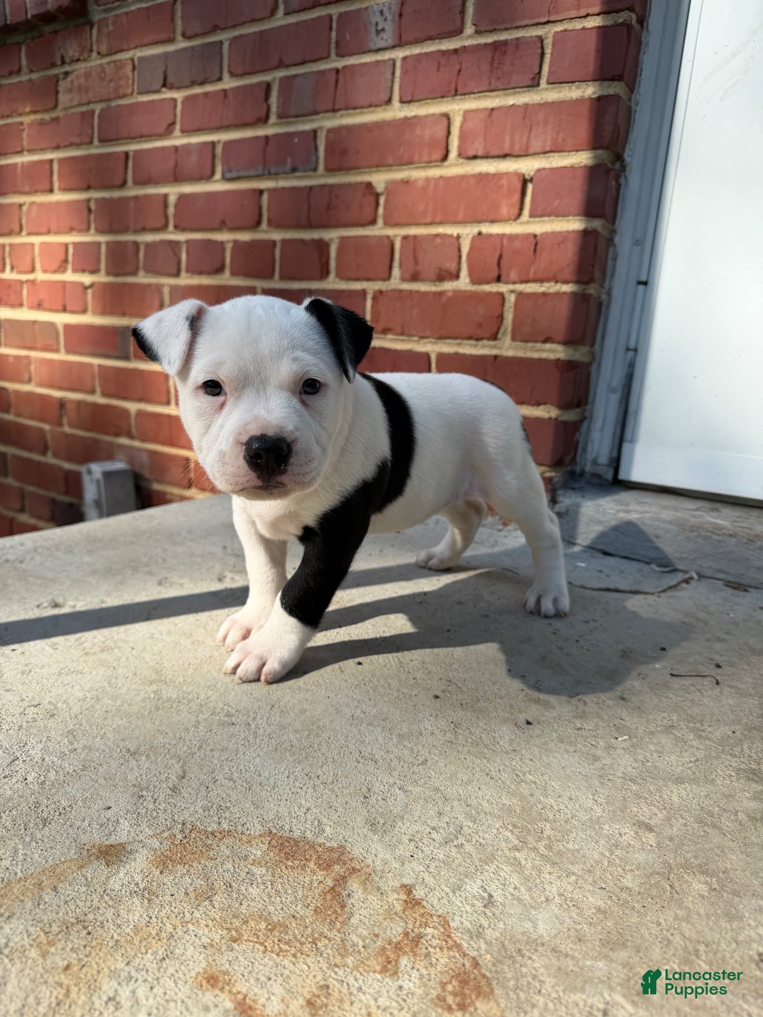 Mixed Breed dogs for sale: Mixed Breed 1 - Ad 3