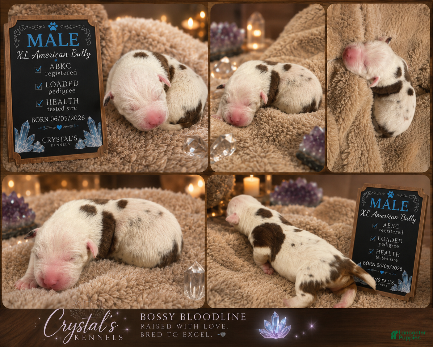 American Bully dogs American Bully 3 - Ad 30