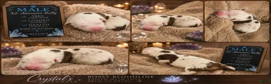 American Bully 3
