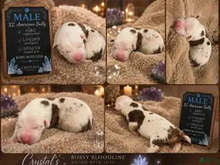 American Bully dogs American Bully 3 - Ad 29