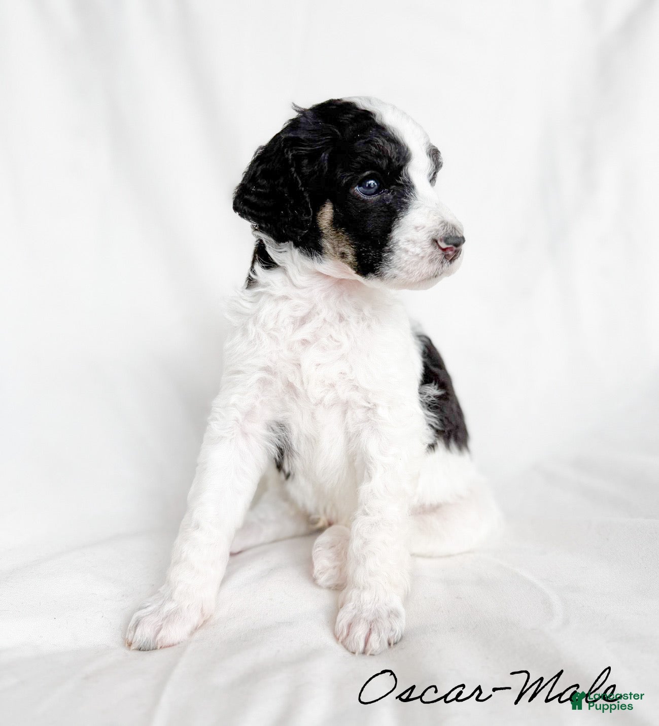 Standard Poodle dogs Oscar - Ad 4