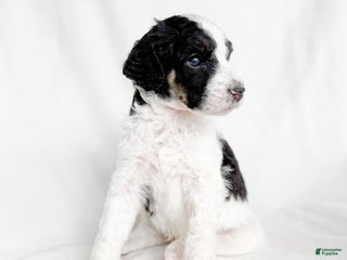 Standard Poodle dogs Oscar - Ad 4