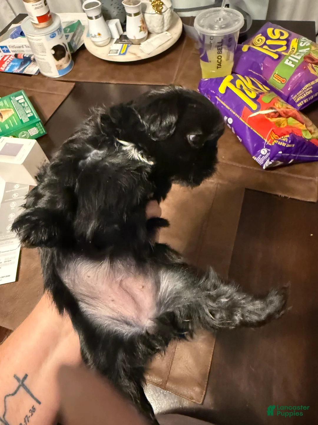 Shih Tzu dogs for sale: Shih Tzu Puppy 1 - Ad 2