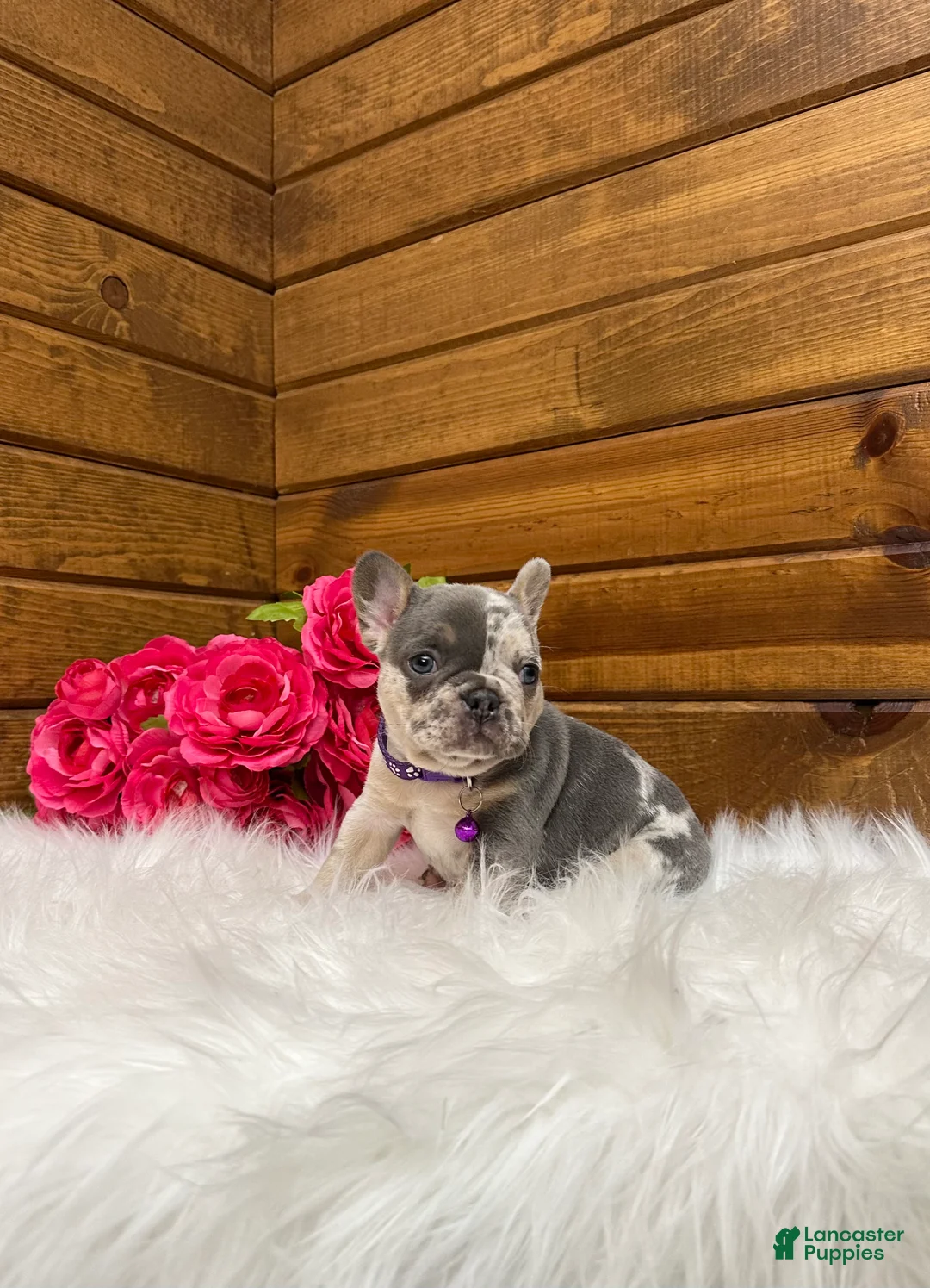 French Bulldog dogs for sale: Janie - Ad 2