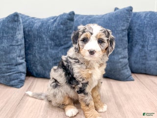 Mini Bernedoodle dogs - Ad 26