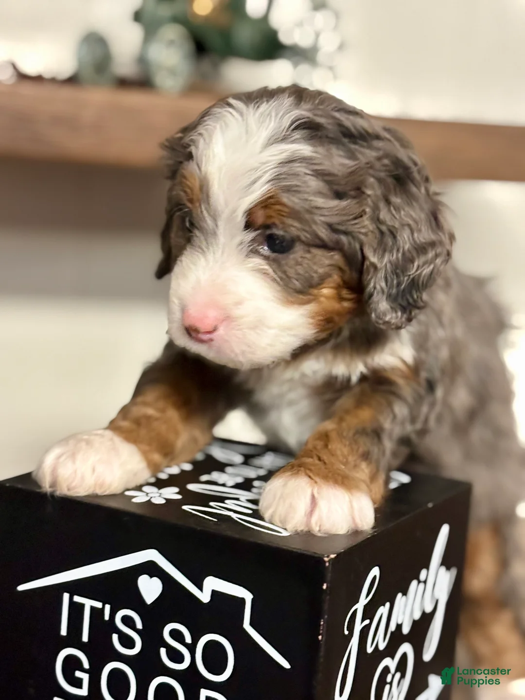 Mini Bernedoodle dogs for sale: Willow Mini Bernedoodle Puppy 4 - Ad 6