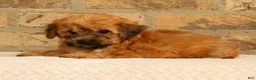 Yochon dogs for sale: Felicity - Ad 4