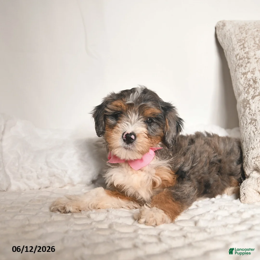 Bernedoodle dogs for sale: Dahlia  - Ad 2