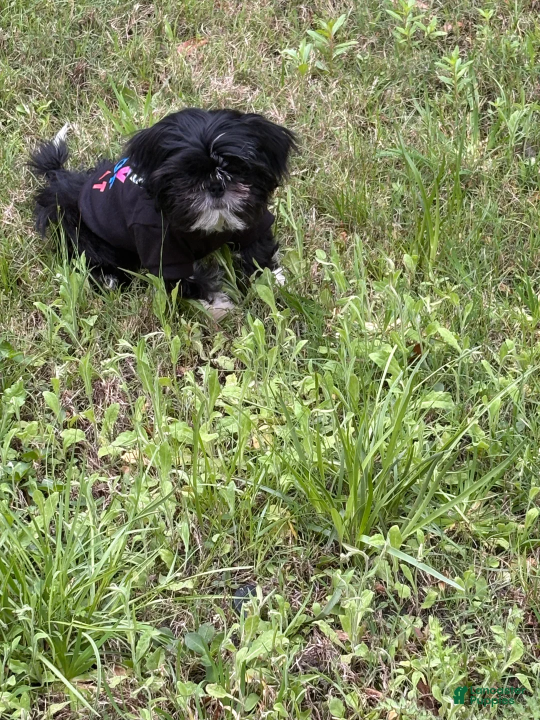 Mixed Breed dogs for sale: Mixed Breed Puppy 1 - Ad 1