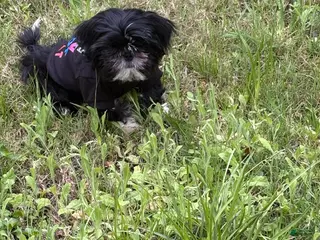 Mixed Breed dogs Mixed Breed Puppy 1 - Ad 11