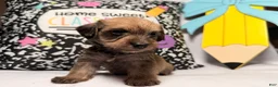 Mixed Breed dogs for sale: Wiggles  - Ad 4